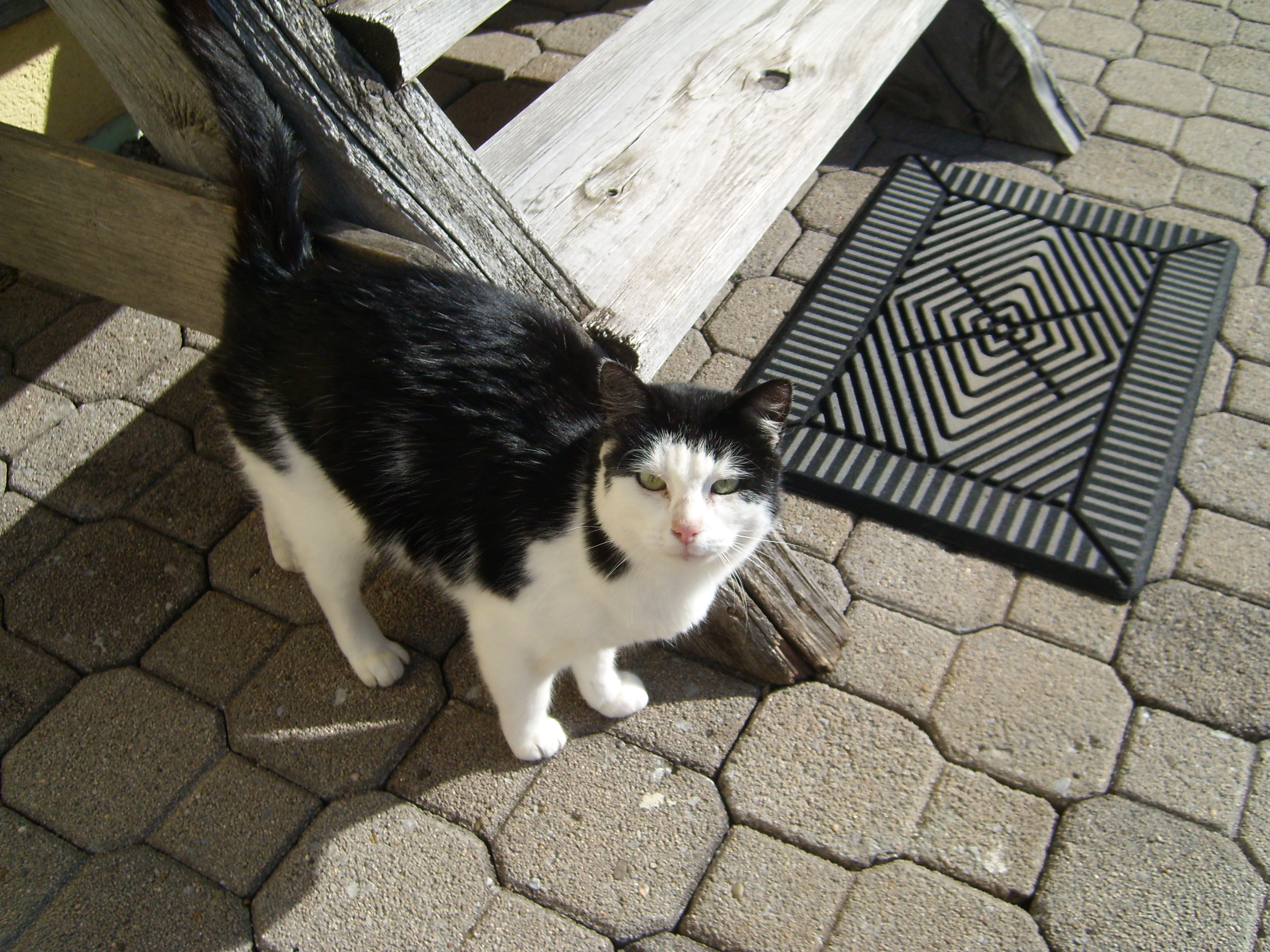 Katzen Im Heim 08012020 Tierschutz Schwäbisch Hall